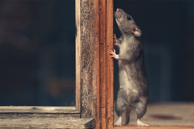 第２５７回　「ネズミは困っている仲間をにおいで察知」その１０