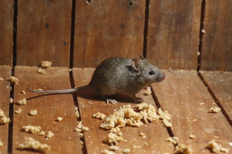 第２５０回　「ネズミは困っている仲間をにおいで察知」その３