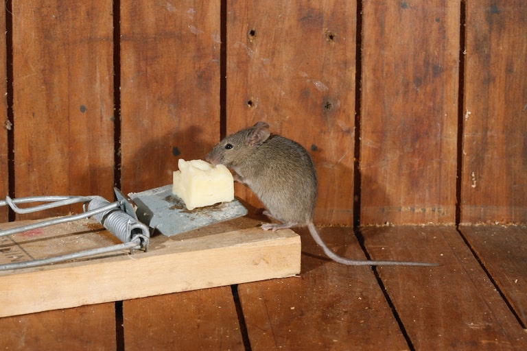 第２５２回　「ネズミは困っている仲間をにおいで察知」その５