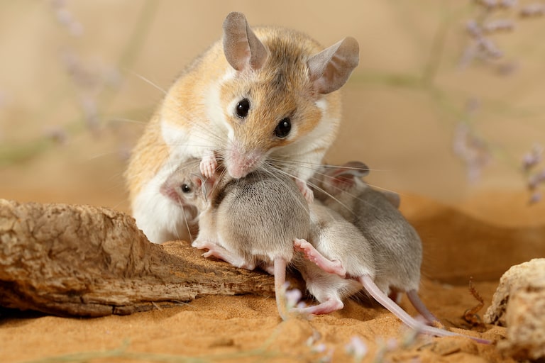 第２５５回　「ネズミは困っている仲間をにおいで察知」その８