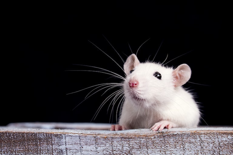 第２５６回　「ネズミは困っている仲間をにおいで察知」その９
