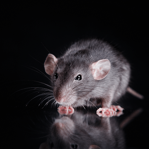 「フリーズドライのネズミ：新技術が保護に役立つか」その６